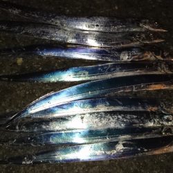 市内湾奥太刀魚