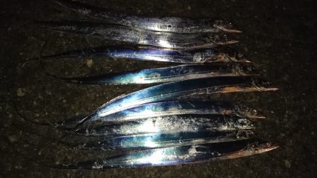 市内湾奥太刀魚