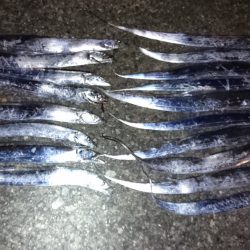 ワインドで入れ食い！