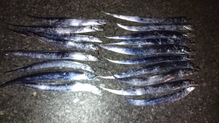 ワインドで入れ食い！