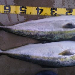 トップでメジロ