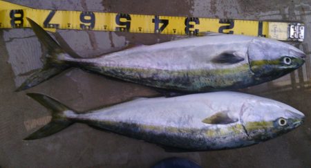 トップでメジロ