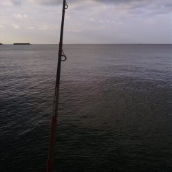 日高川河口青物