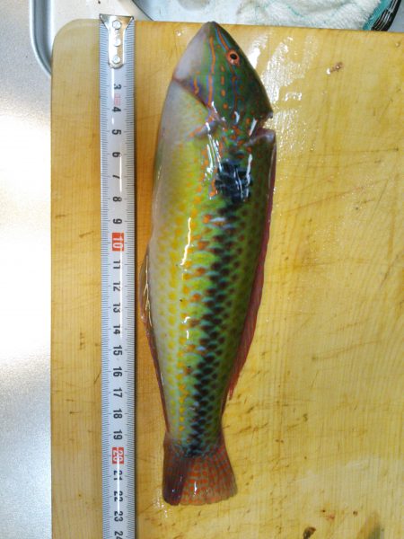 海釣り公園無料日