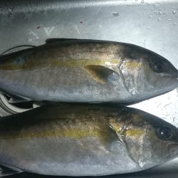 海上釣り堀田尻、カンパチ狙いへ