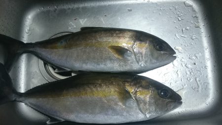 海上釣り堀田尻、カンパチ狙いへ