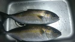 海上釣り堀田尻、カンパチ狙いへ