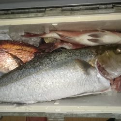 海上釣り堀紀州、青物爆釣なるか？
