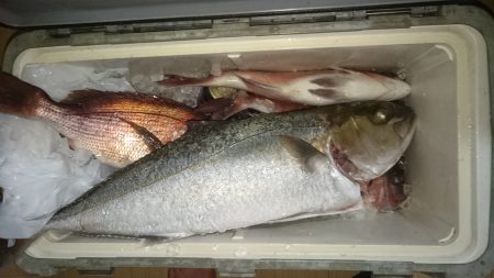 海上釣り堀紀州、青物爆釣なるか？