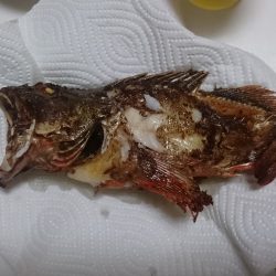 やっぱりガシラは癒される。