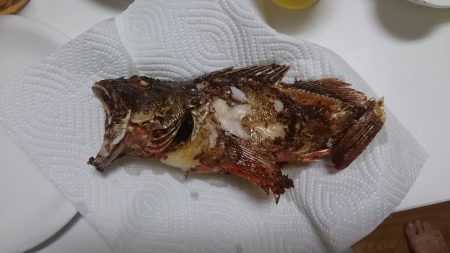 やっぱりガシラは癒される。