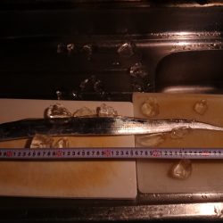 ようやく今期初の【太刀魚】！