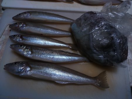 キス、鮹、カワハギ、クジメ、片口鰯、エソ等。