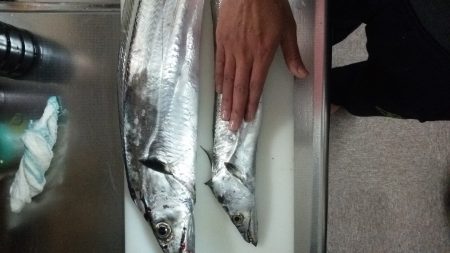 シーバス狙いでタチウオ