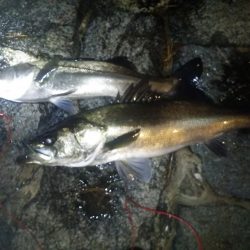 久しぶりのシーバス