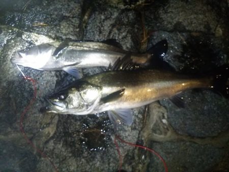 久しぶりのシーバス