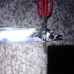 刀狩り(浮き釣り)