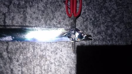 刀狩り(浮き釣り)