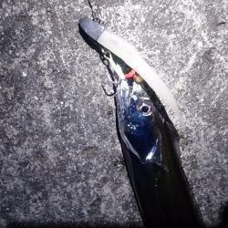 イカが食べたくなって…