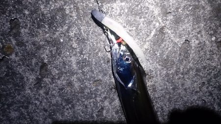 イカが食べたくなって…