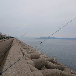 カレイ釣れました。