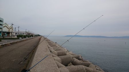 カレイ釣れました。