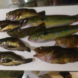 塩屋漁港に根魚釣りへ！