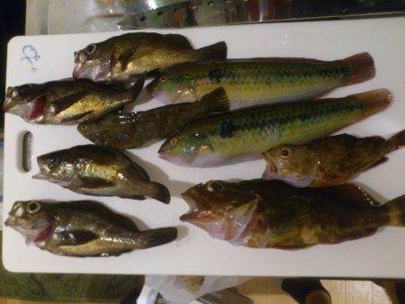 塩屋漁港に根魚釣りへ！