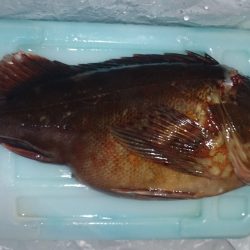 釣りたくなって