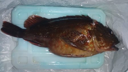 釣りたくなって