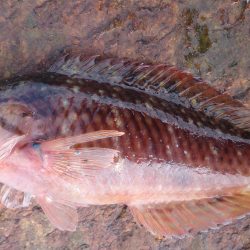 水潮・爆風・波高