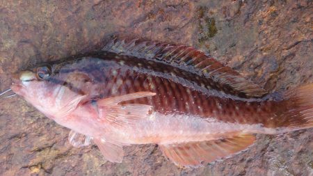 水潮・爆風・波高