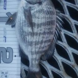 真鯛狙い…のはずが