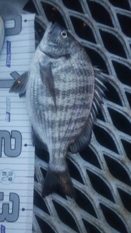 真鯛狙い…のはずが