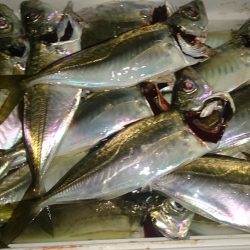 各漁港をまわって