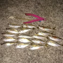 アジングは楽しい