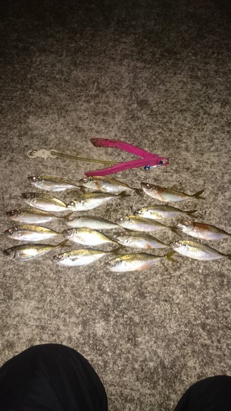 アジングは楽しい