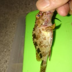 残業は海でします