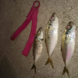 タチウオにヤラレました