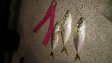 タチウオにヤラレました