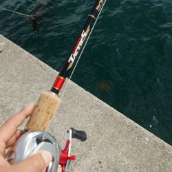 太刀魚不発も１、２キロの大タコゲット。
