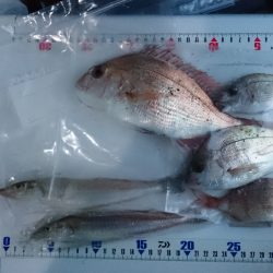 投げ釣り、カレイ、落ちギス狙い