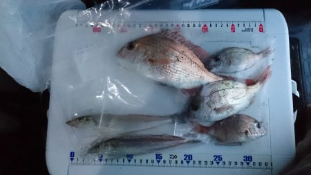 投げ釣り、カレイ、落ちギス狙い