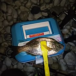 メバルのちアジ。