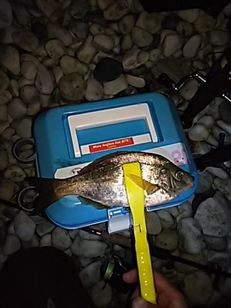 メバルのちアジ。