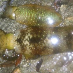 丹後半島単独釣行！