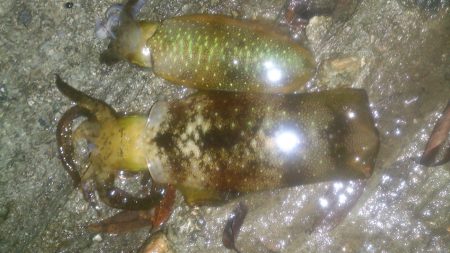 丹後半島単独釣行！