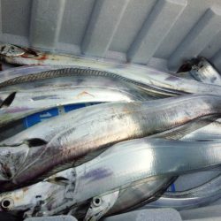 時合いはなかったけど・・・