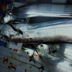 今年初？やっとドラゴン！？？