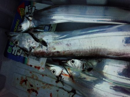 今年初？やっとドラゴン！？？